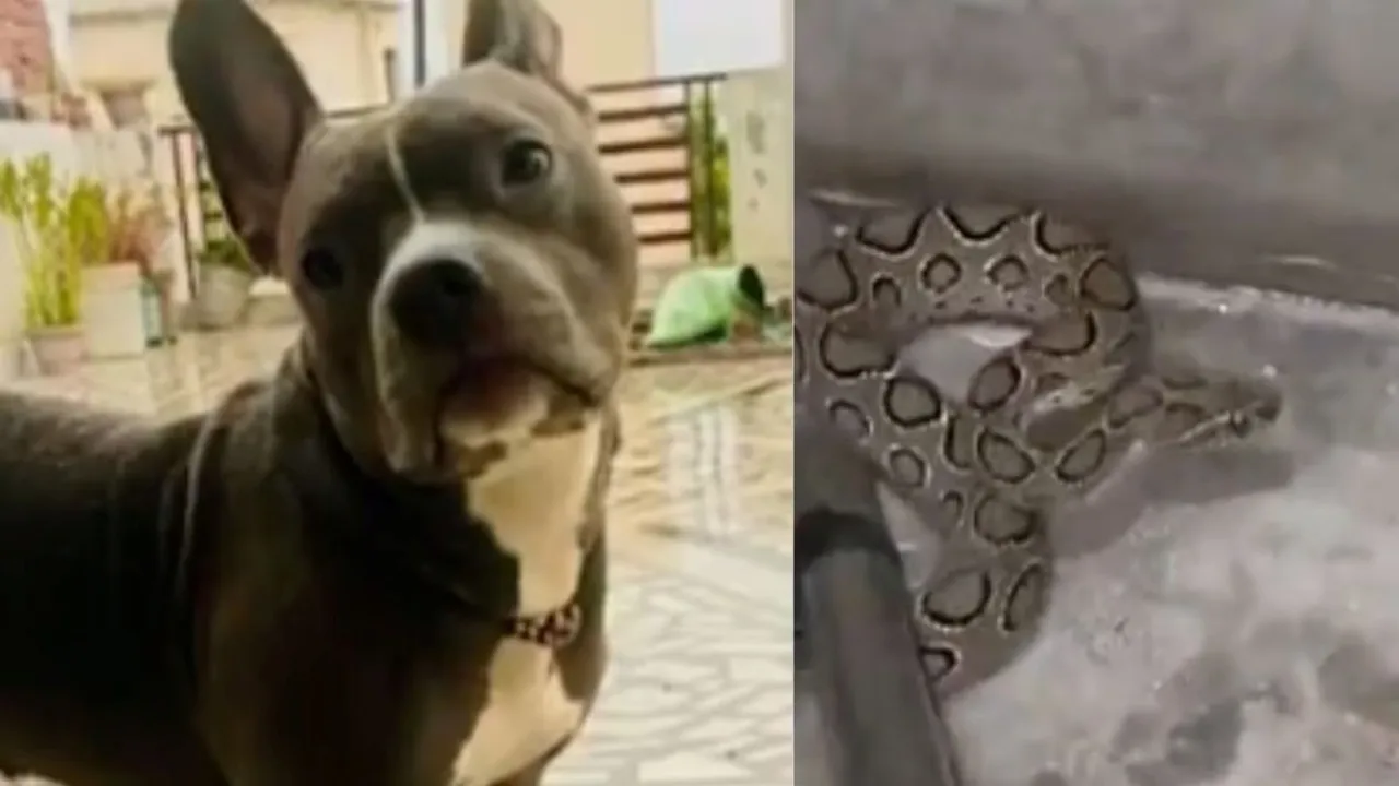 snake bit dog, dog kept fighting snake,