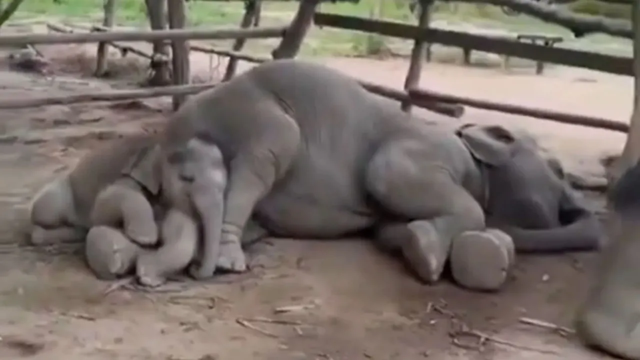 Trending Video, Elephant Viral Video