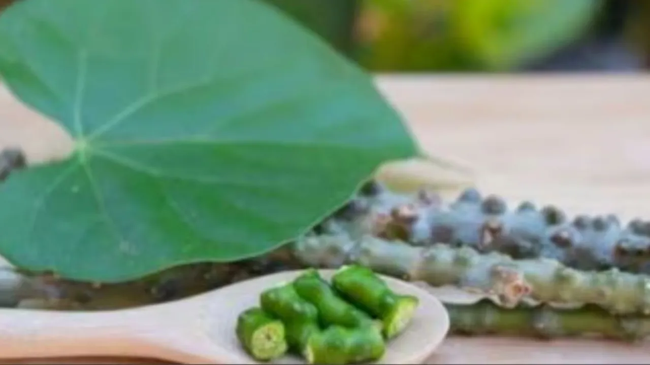 Giloy Benefits, Giloy, ગિલોય