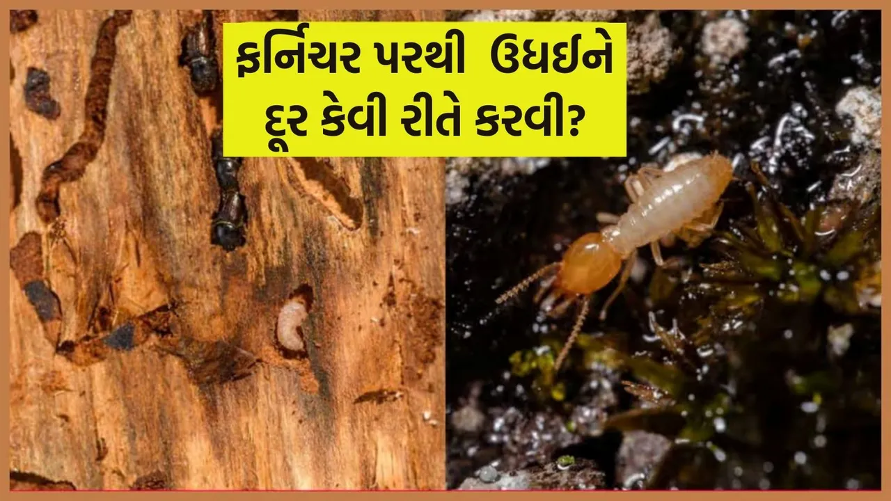 How to get rid of termites, ઉધઇ દૂર કરવાના ઉપાય