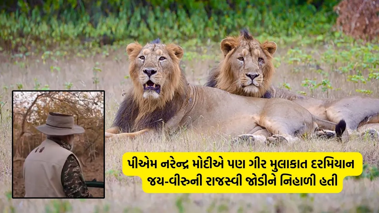 Gir Forest Park, Jay viru Lion Jodi