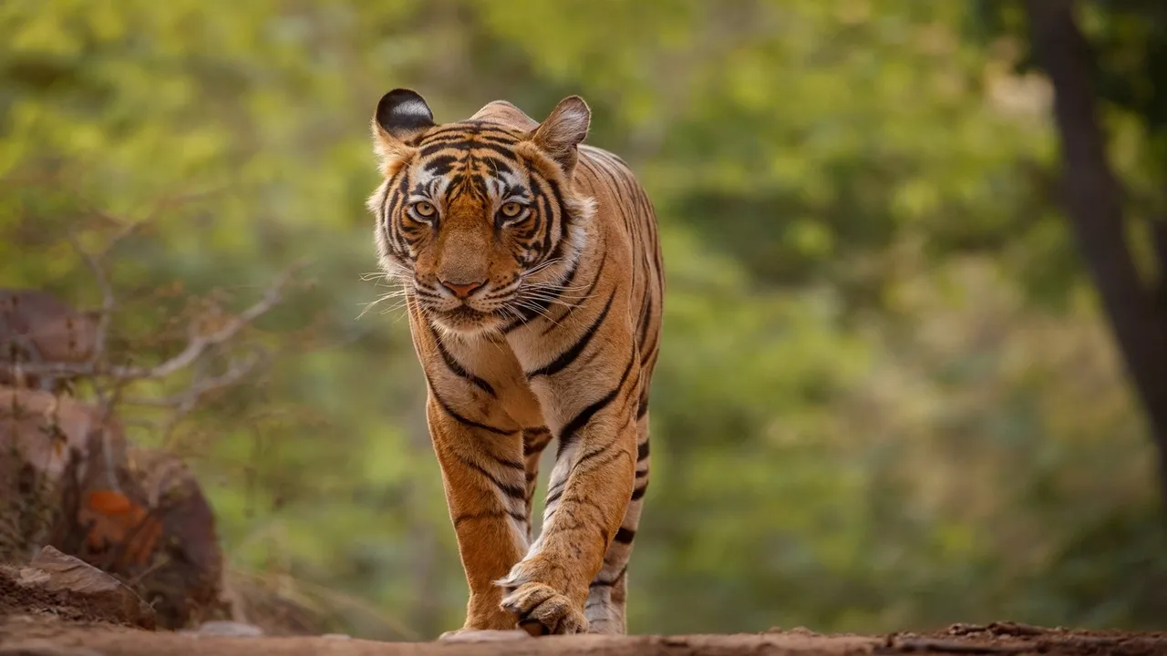 Tiger | Tiger death | Tiger in india | national animal of india