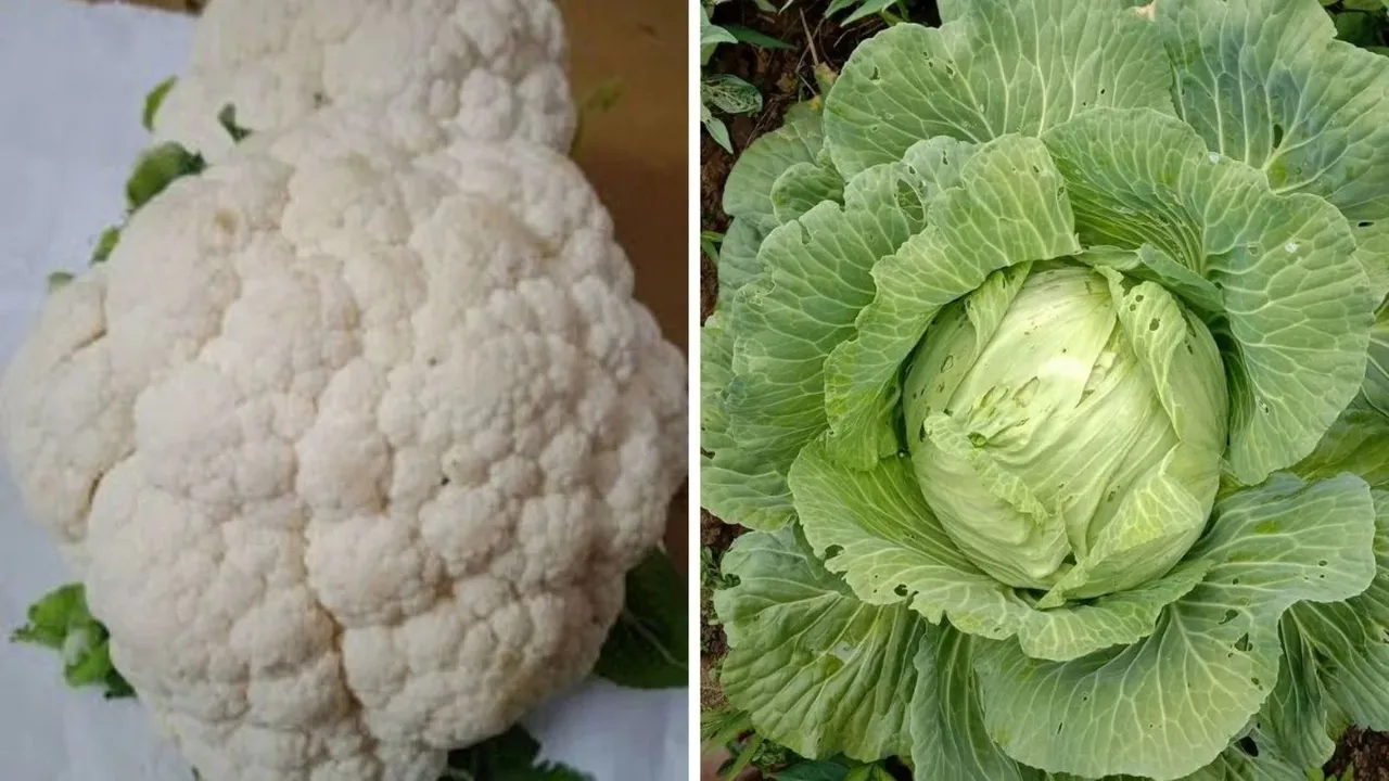 cabbage, cauliflower, કોબી, ફુલાવર