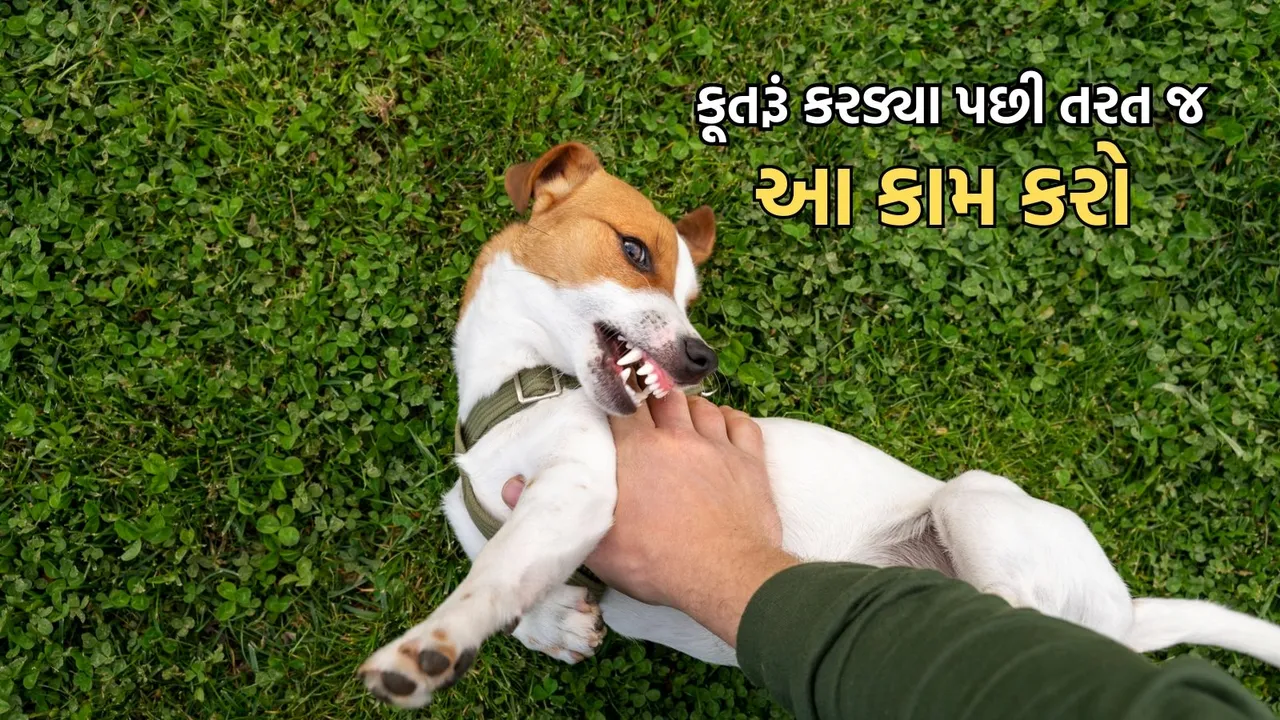 Rabies Sympotms In Human, Rabies Cases In India