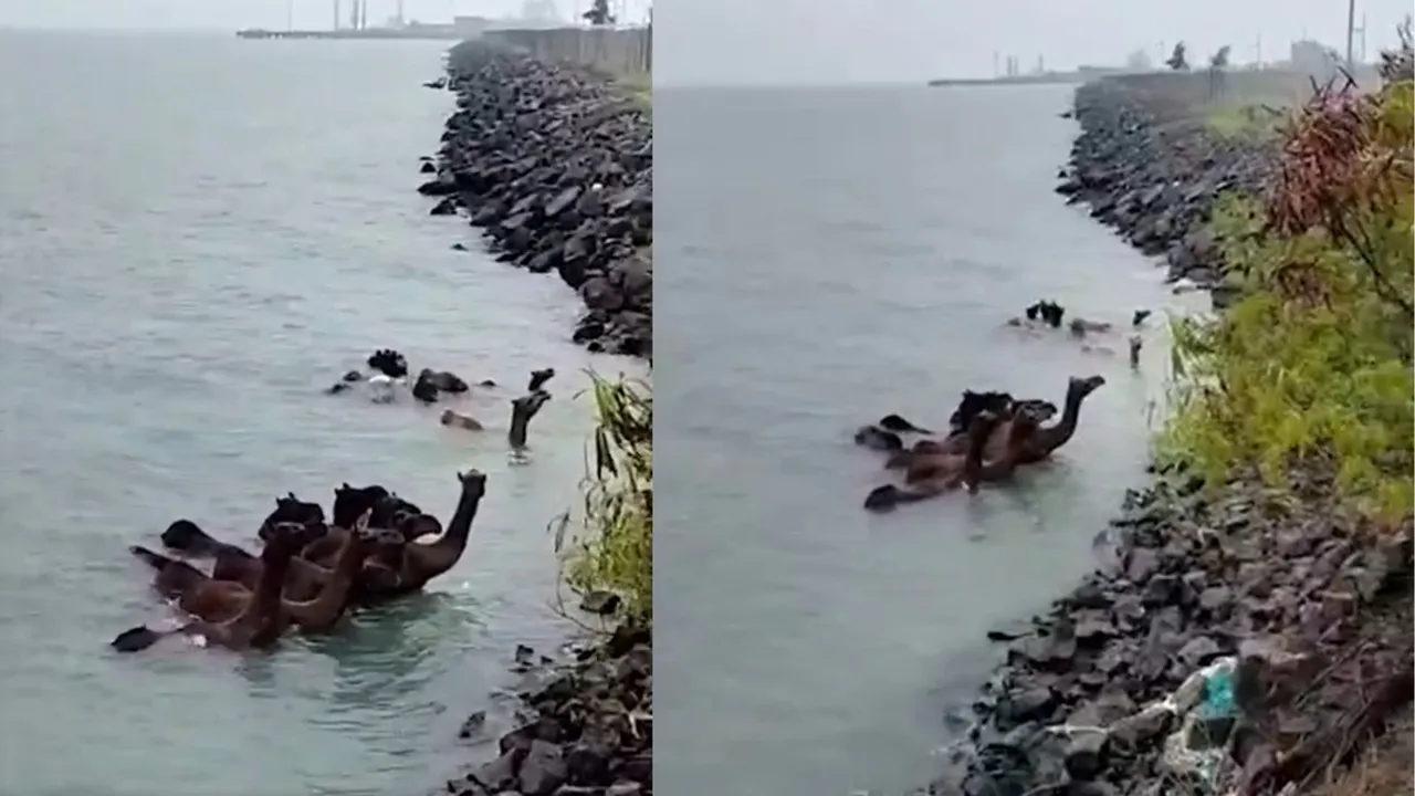 camel of Kutch, camel floating in the sea