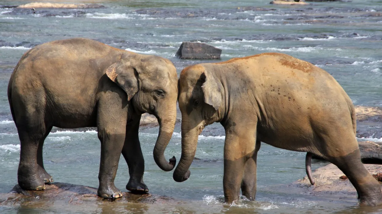 આંતરરાષ્ટ્રીય હાથી દિવસ 2025 | હાથીઓનું રક્ષણ | હાથીની હકીકતો