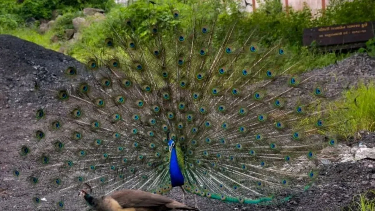 19 peacocks found dead
