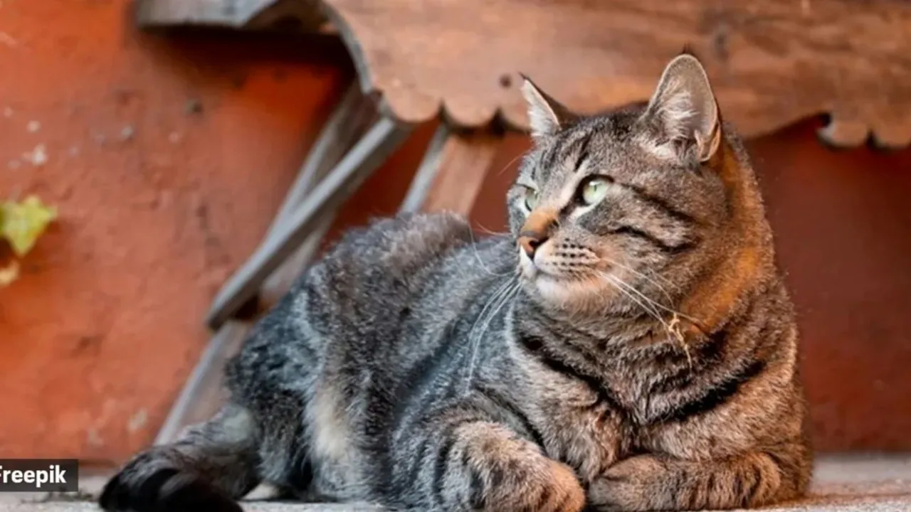 Man kills cat Instagram story