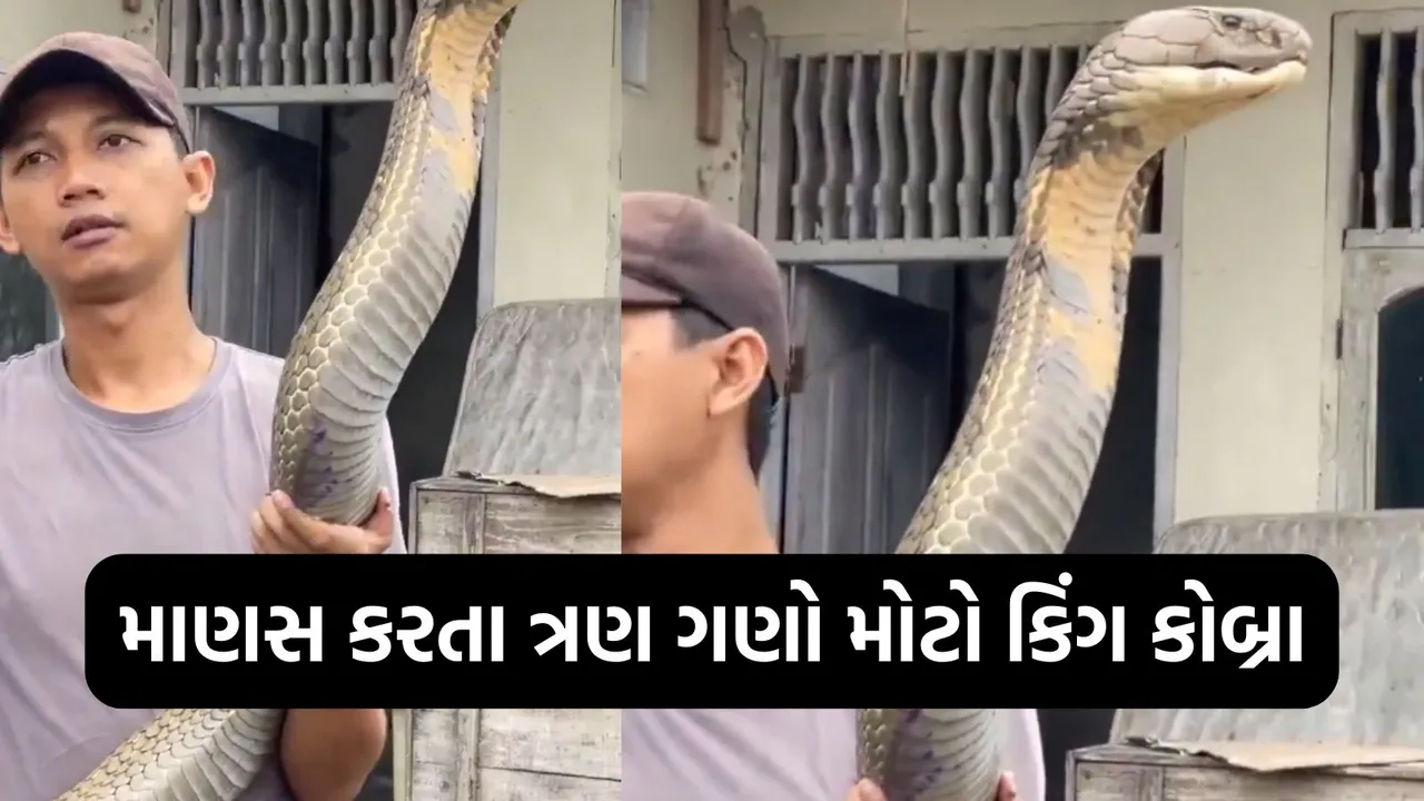 King Cobra longest venomous snake