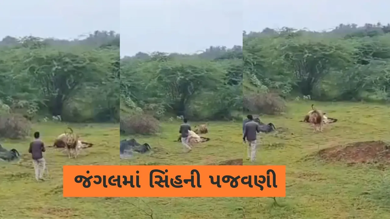Bhavnagar lion video