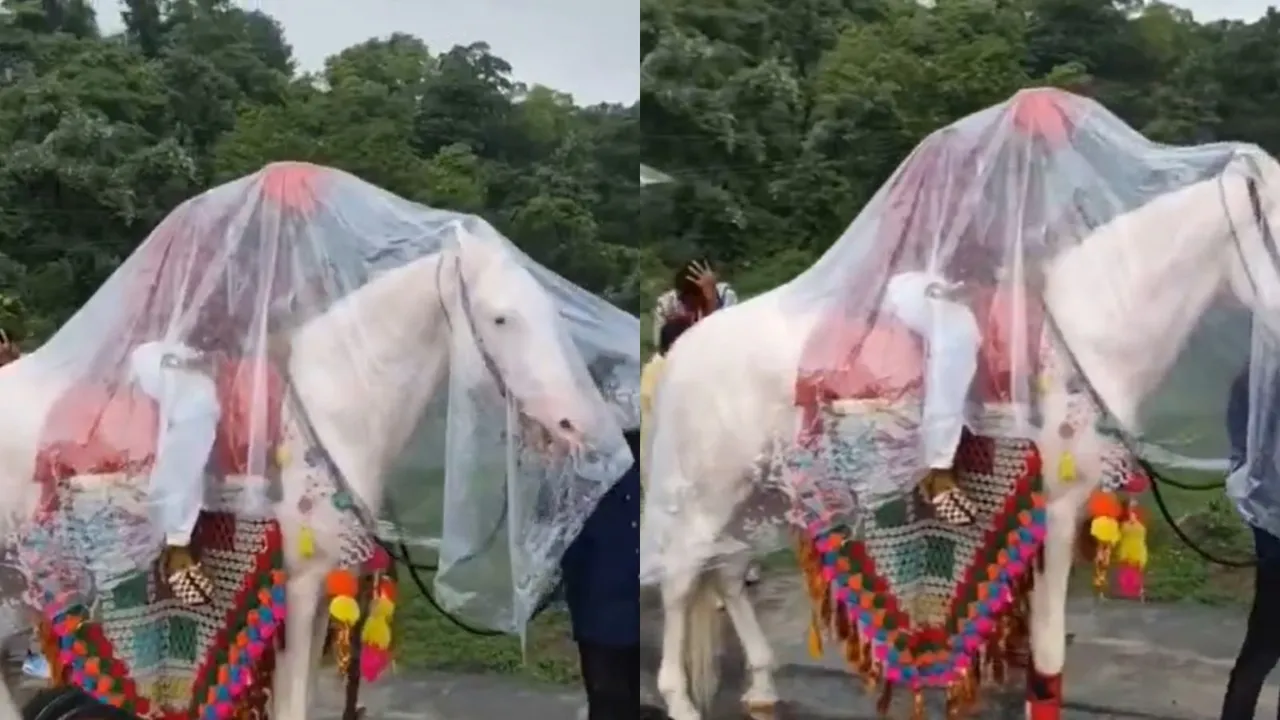 Funny Video, viral video