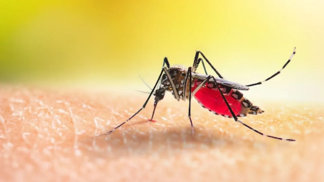 વિશ્વ મચ્છર દિવસ 2025 | વિશ્વ મચ્છર દિવસ 2025 નિવારણ ટિપ્સ | વિશ્વ મચ્છર દિવસ 2025 જાગૃતિ અને નિવારણ