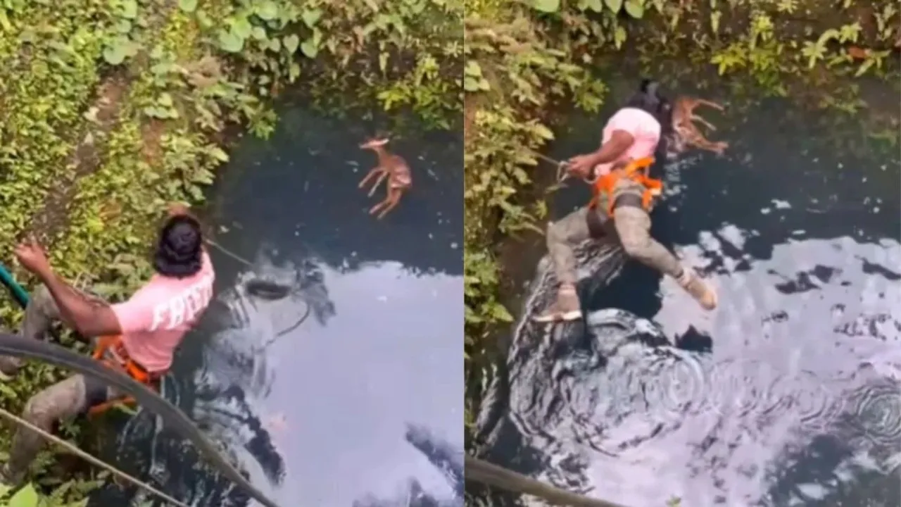 Trending Video, deer Viral Instagram Reels