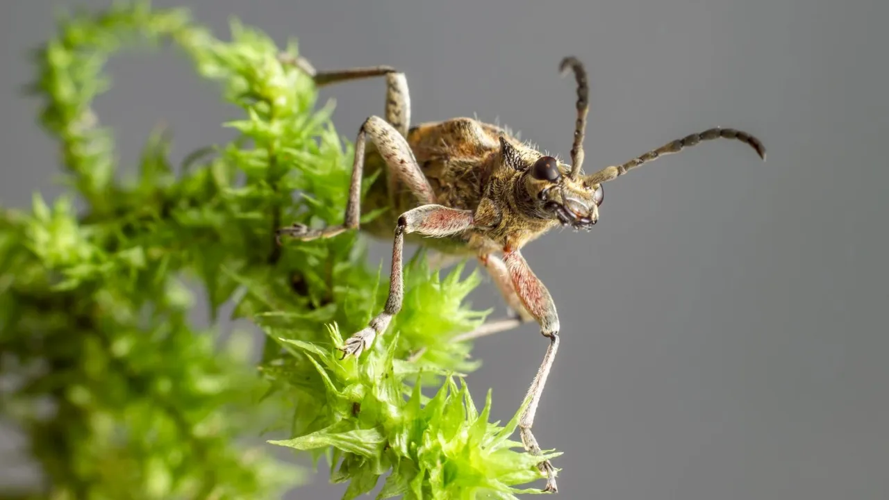 Mosquito Repellent Plants, મચ્છર ભગાડનાર છોડ
