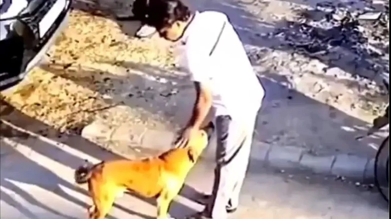 street dog bite man, viral video