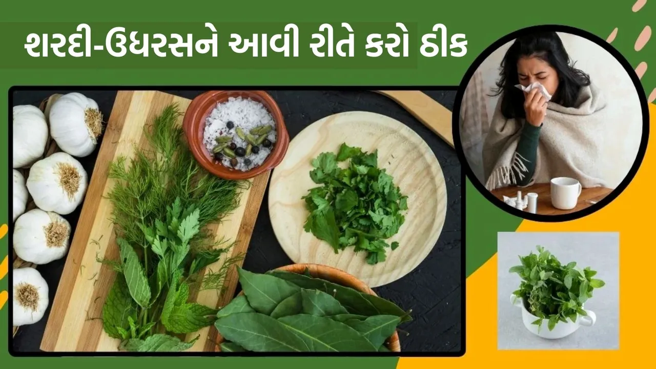 tulsi leaves kadha, તુલસીનો ઉકાળો પીવાના ફાયદા