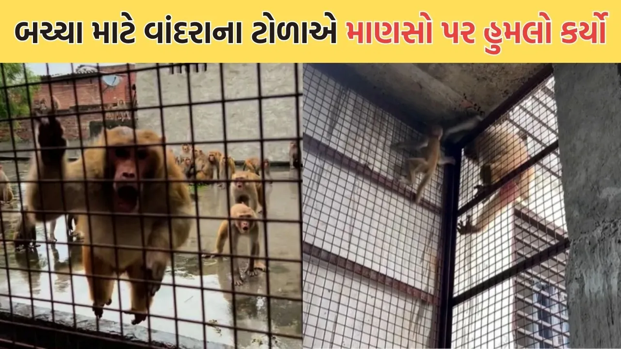 Monkey viral video, monkey group attack