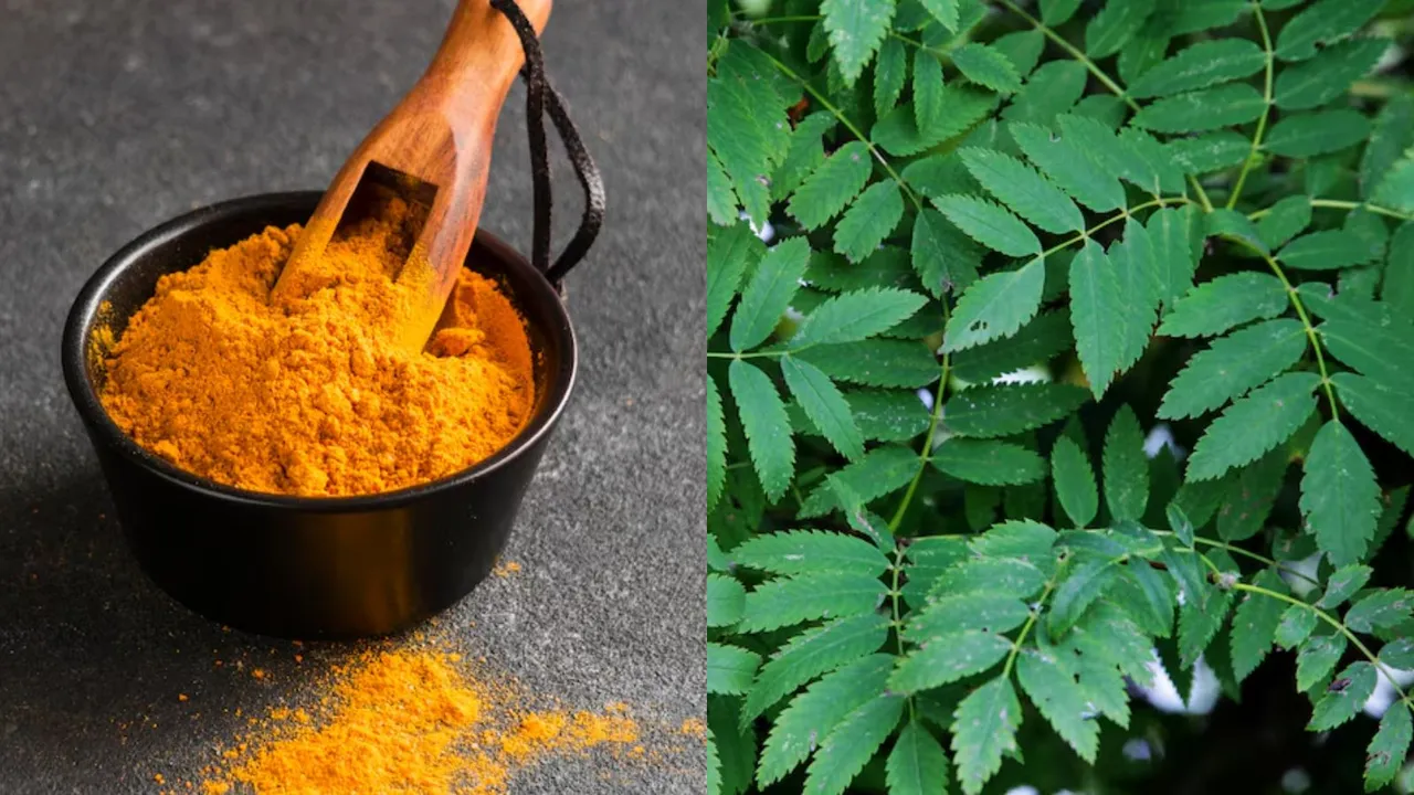 શરીરને ડિટોક્સિફાય કરવા માટે શ્રેષ્ઠ કુદરતી ઘરેલું ઉપચાર | સદગુરુ હેલ્થ ટિપ્સ | હળદર સાથે લીમડાના પાન ખાવાના ફાયદા