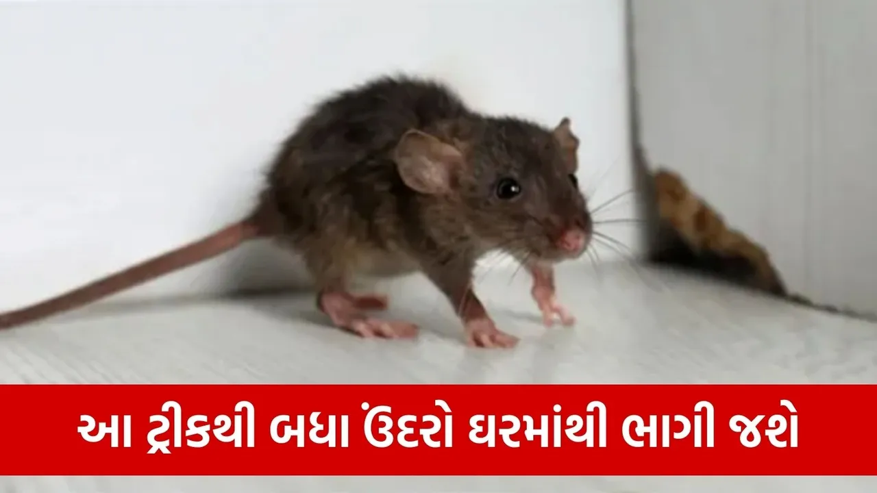 What smell kills rats instantly