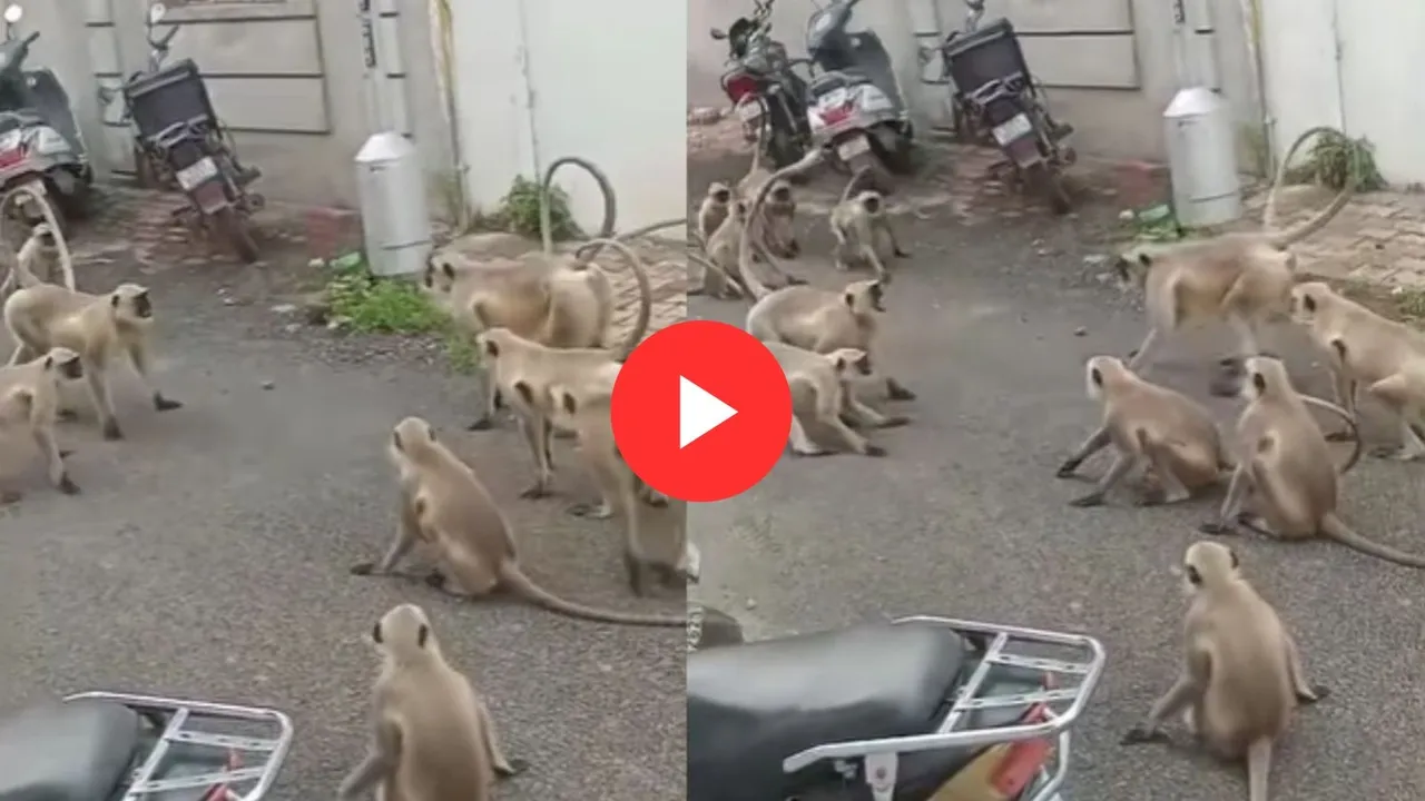 monkey viral videos
