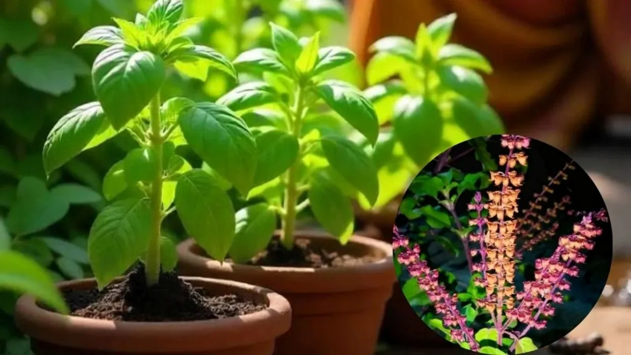 manjari se tulsi ka paudha kaise ugaye