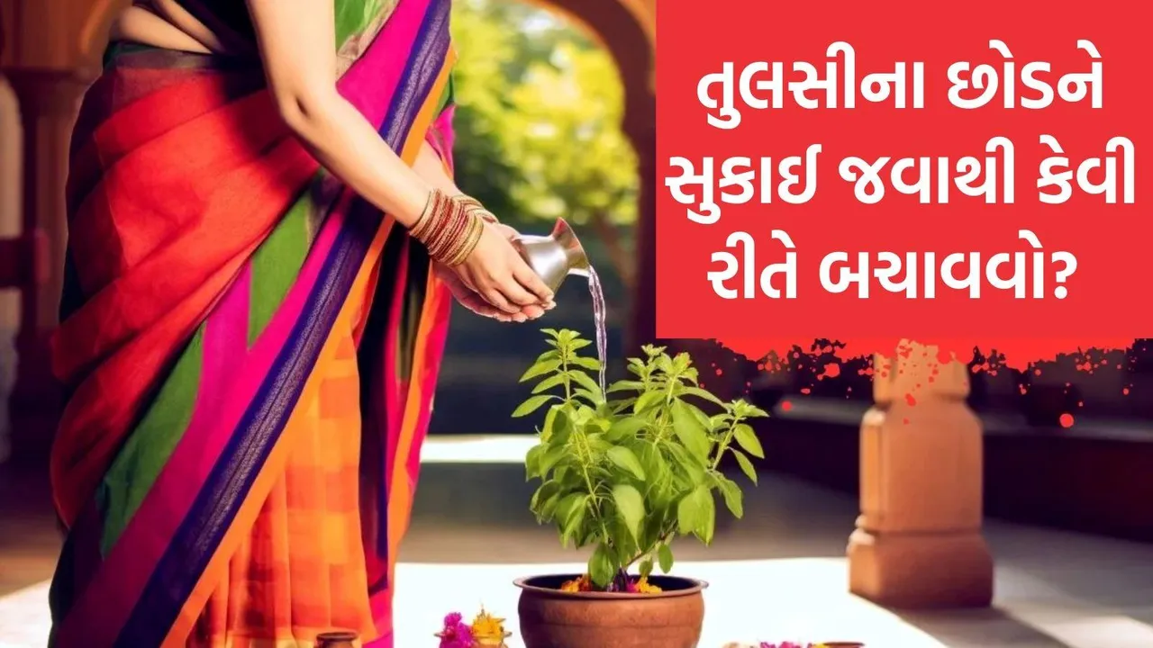 how to save tulsi plant from drying in winter