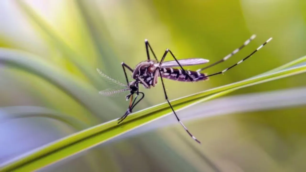 dengue fever, treatment for dengue quot