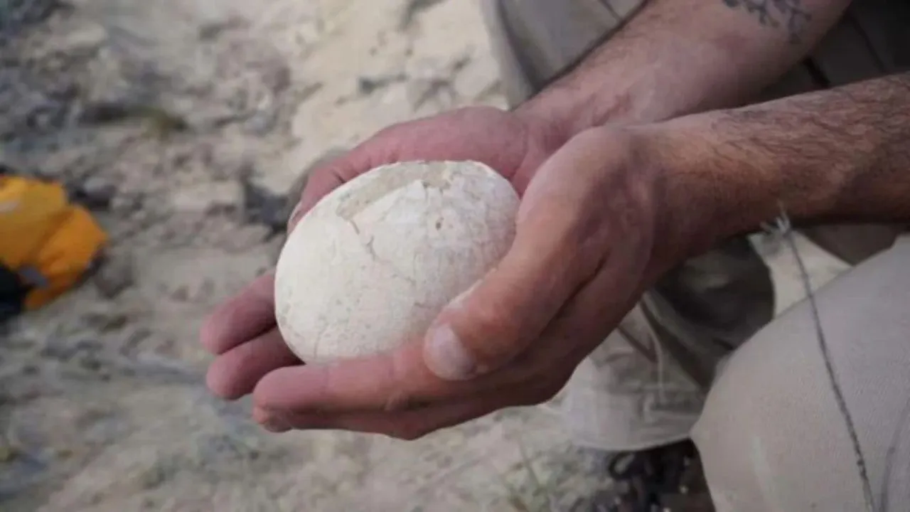 Dinosaur Egg | 70 Million Year Old Dinosaur Egg