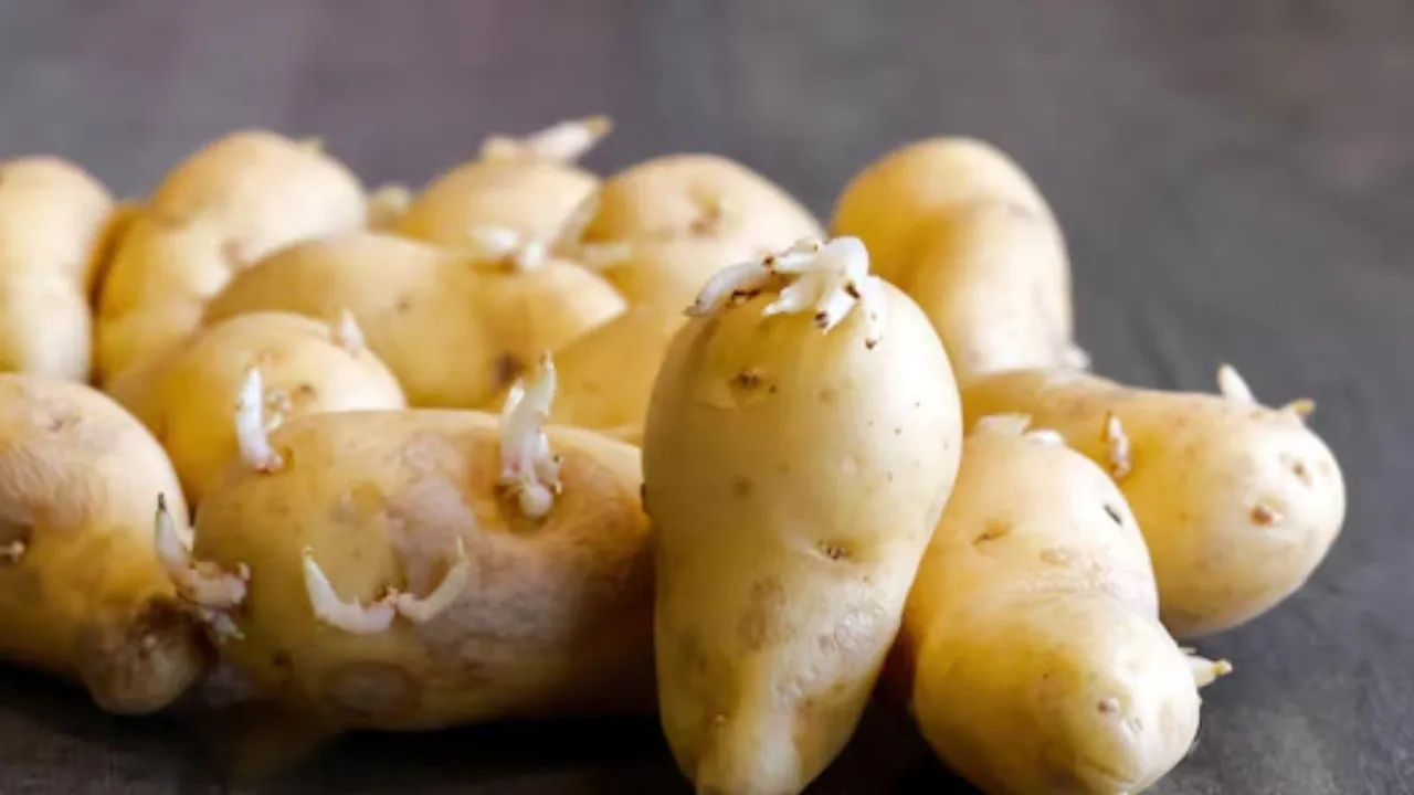 અંકુરિત બટાકા ખાવાની આડઅસર કારણો હેલ્થ ટિપ્સ