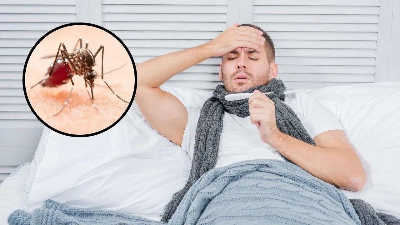 dengue fever | dengue | dengue diet plan | dengue symptoms