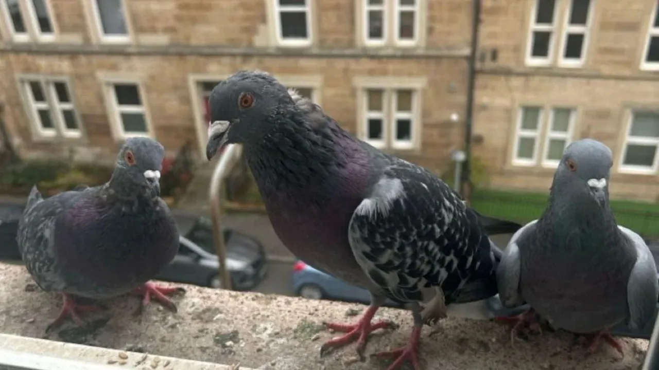 how to get rid of pigeons from your balcony