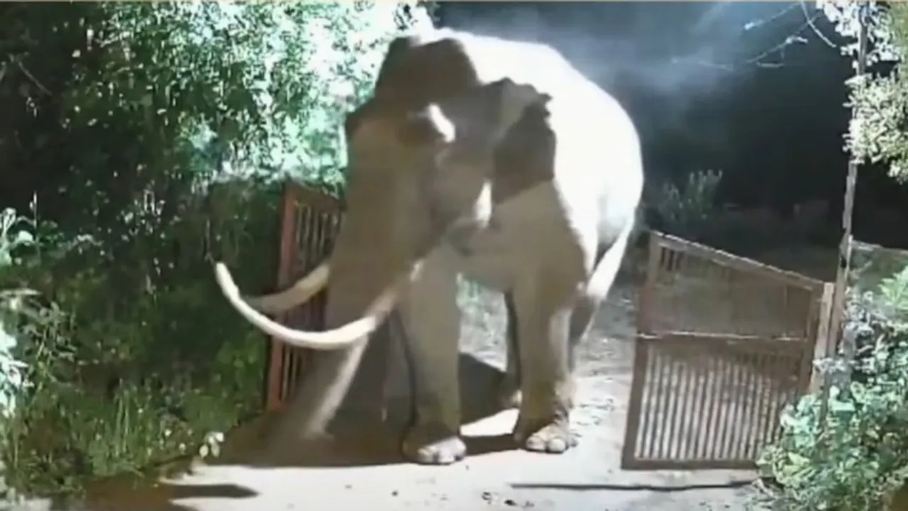 Padayappa, Elephant, Wild Elephant 