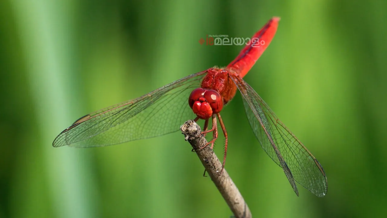 Crocothemis servilia