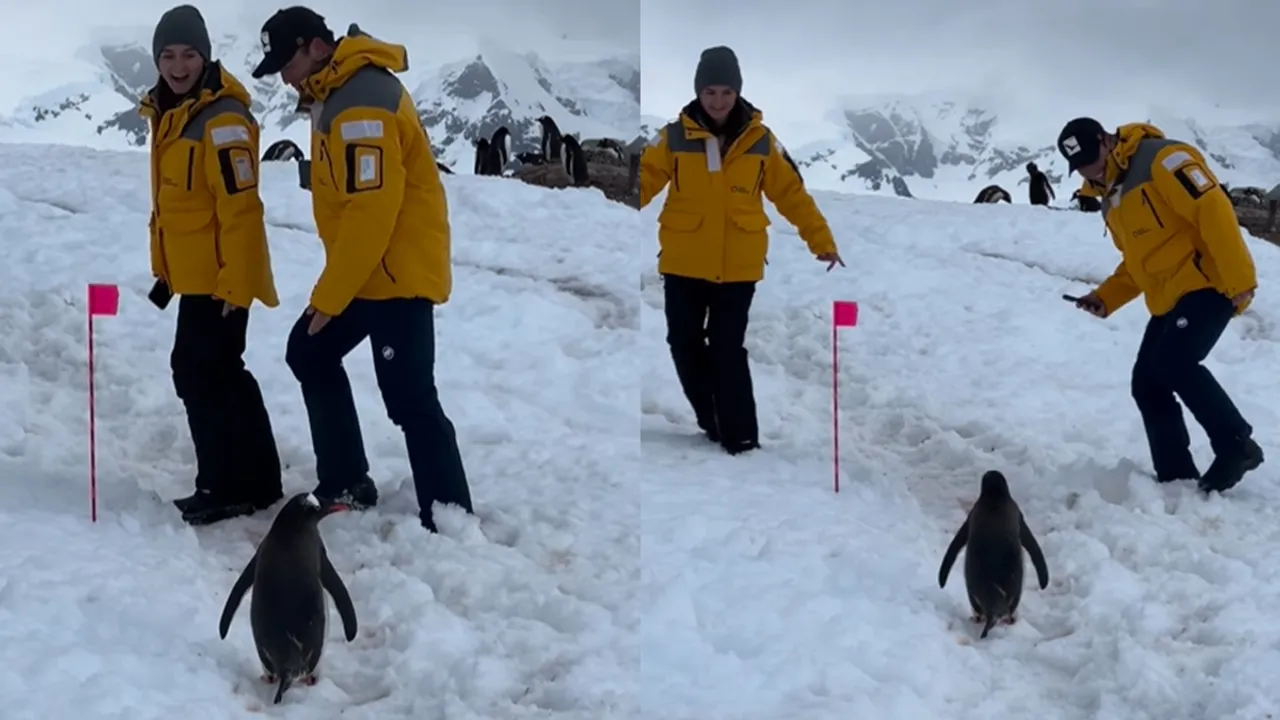 Polite penguin Viral Video 