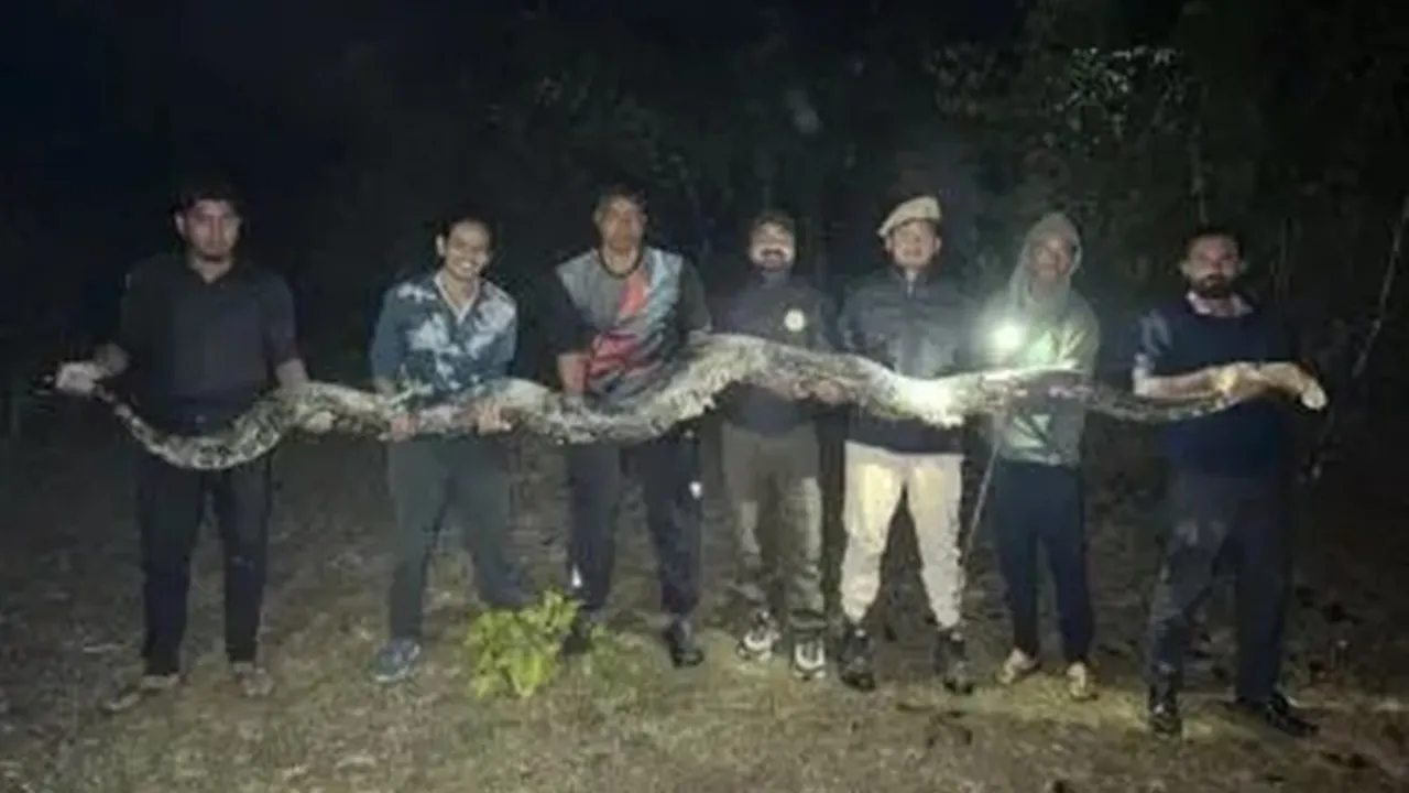 Burmese python rescued Assam