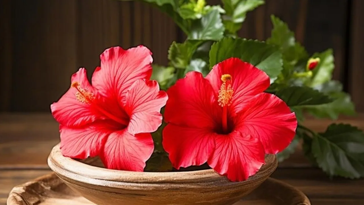 Hair Care With Hibiscus