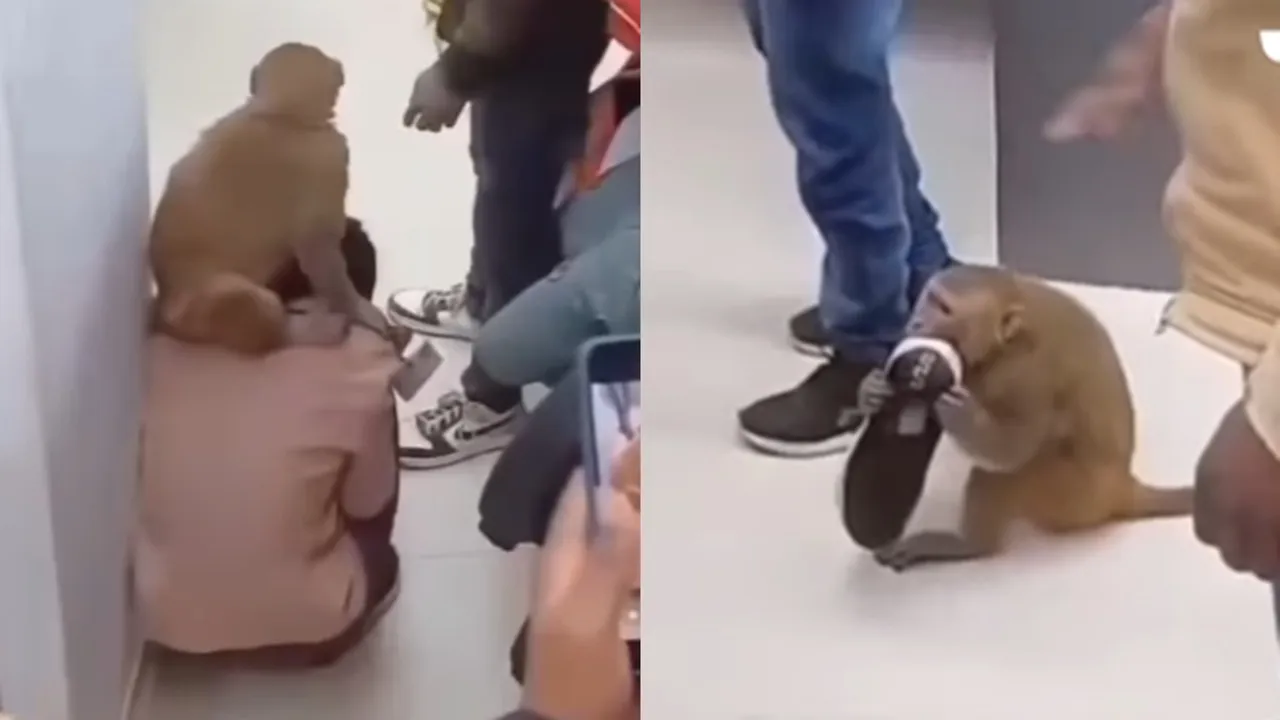 Monkey in UP Mall