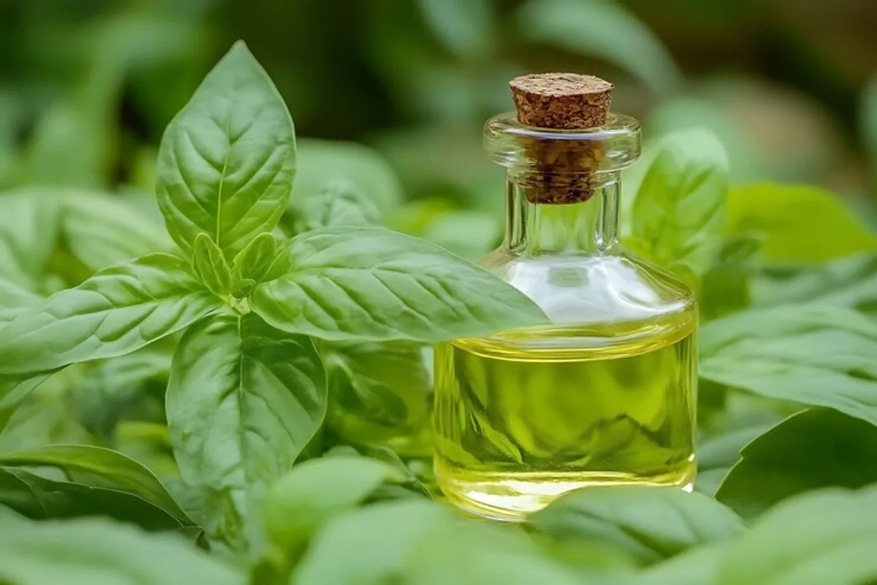 Hair Care Using Tulsi Oil