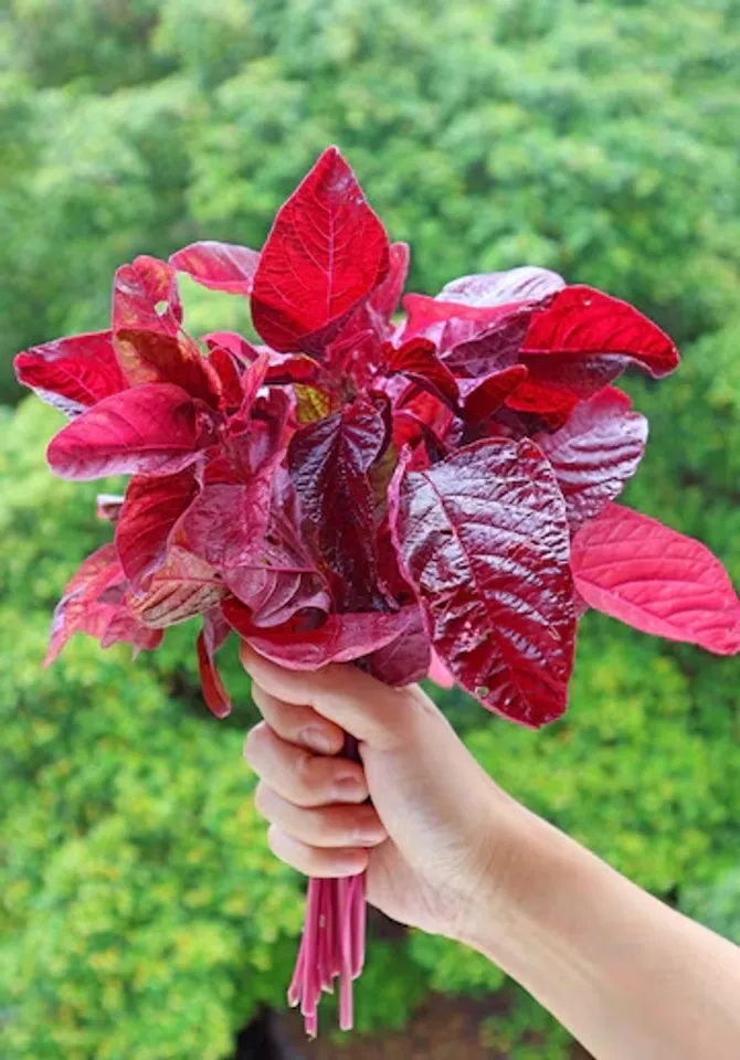 Growing Spinach Plant At Home