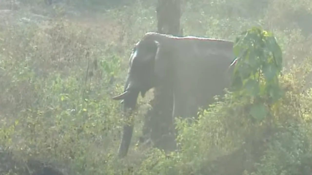 Wild Elephant, Elephant 