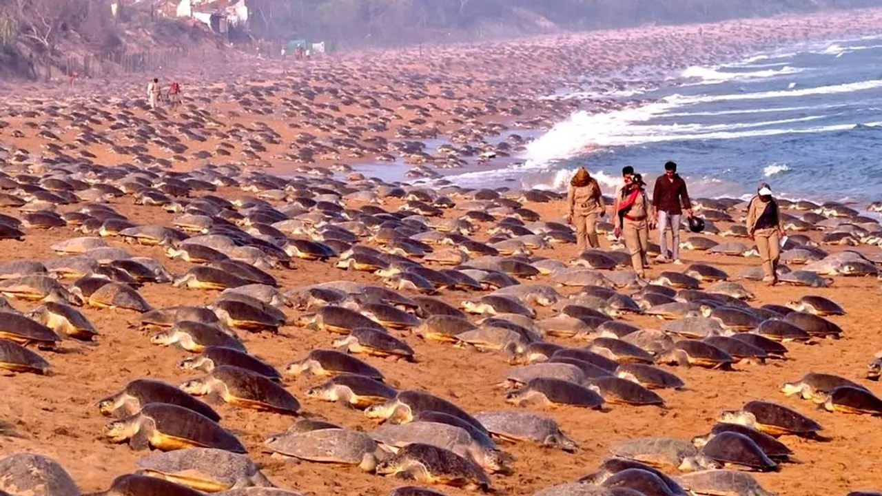 Olive Ridley turtle