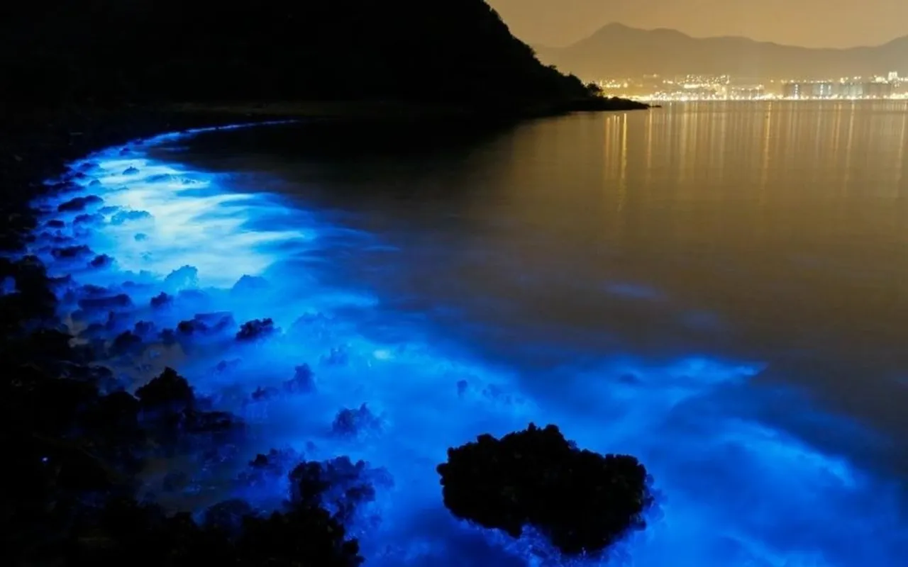 Bioluminescent Beaches  