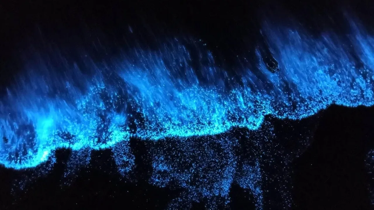 Bioluminescent Beaches  