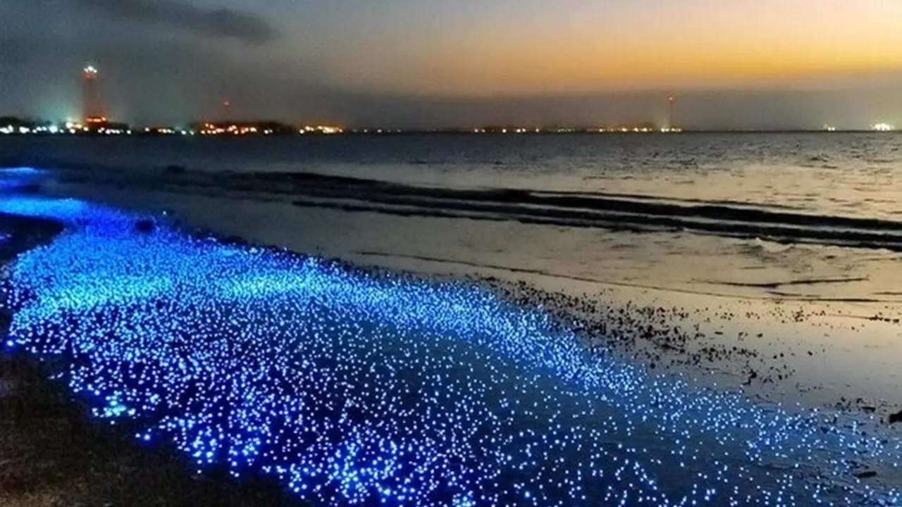 Bioluminescent Beaches  