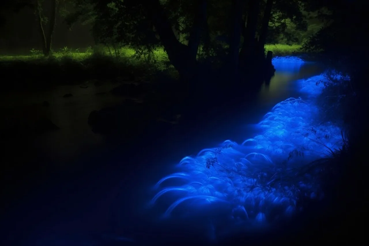 Bioluminescent Beaches  