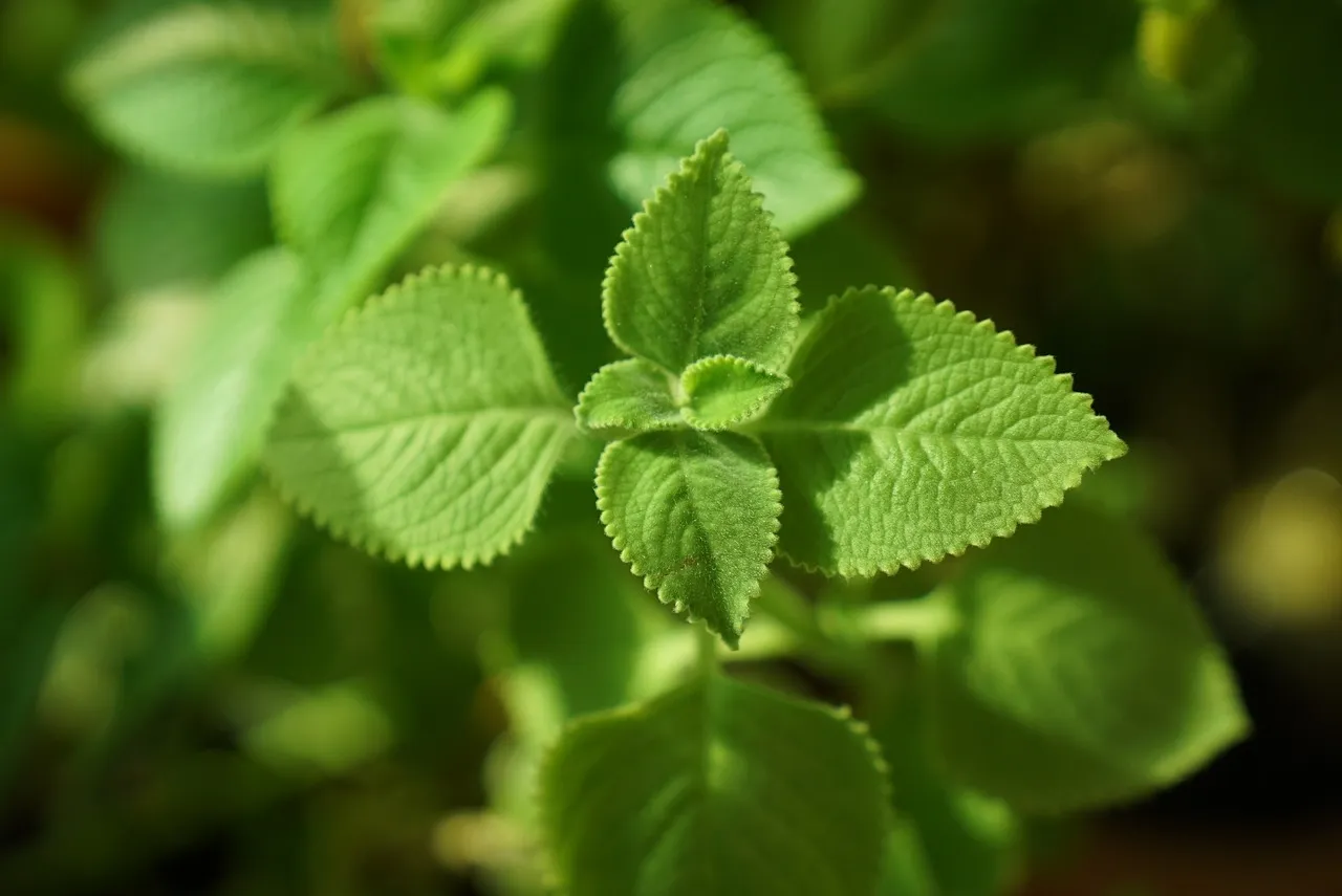 Health Benefits Of Panikoorka Indian Mint Leaves 