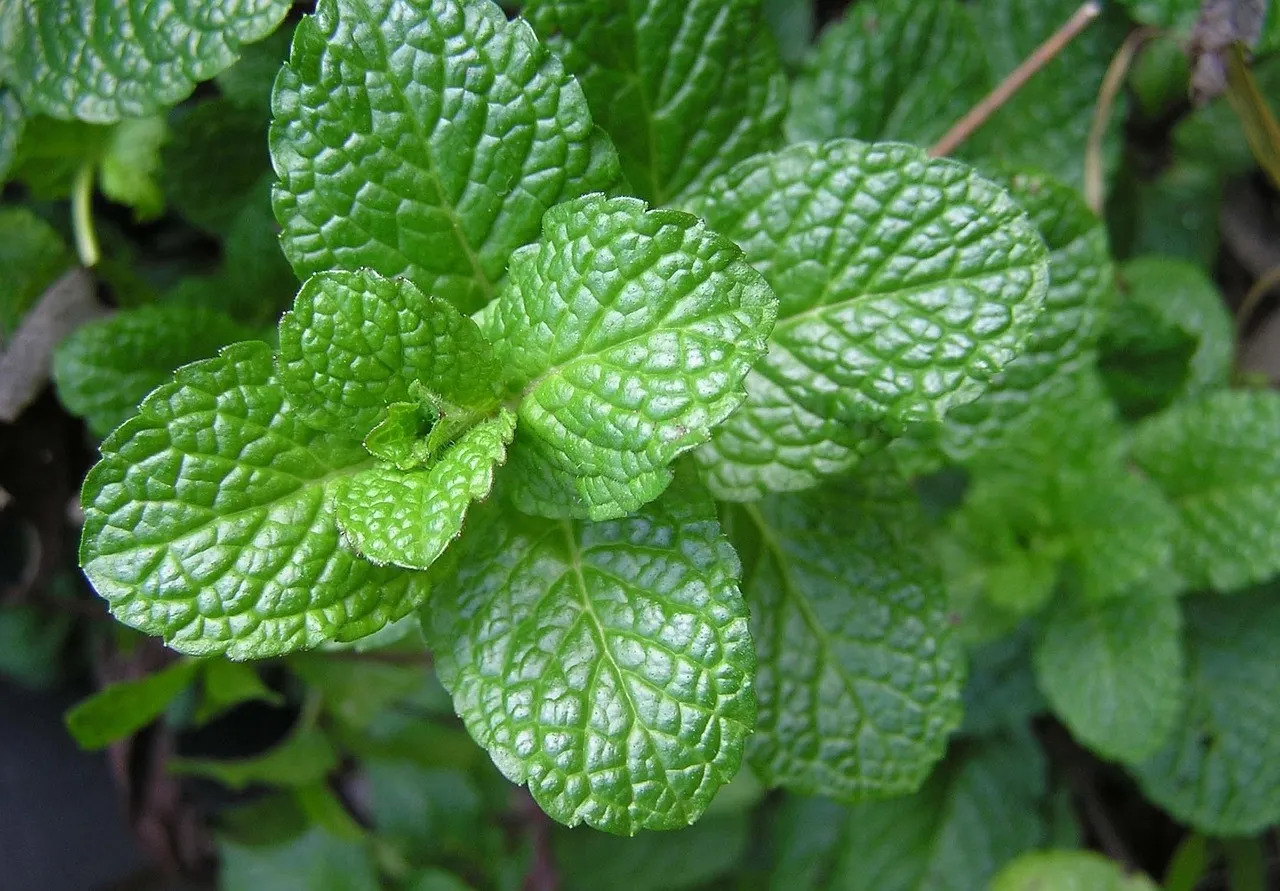 Health Benefits Of Panikoorka Indian Mint Leaves 