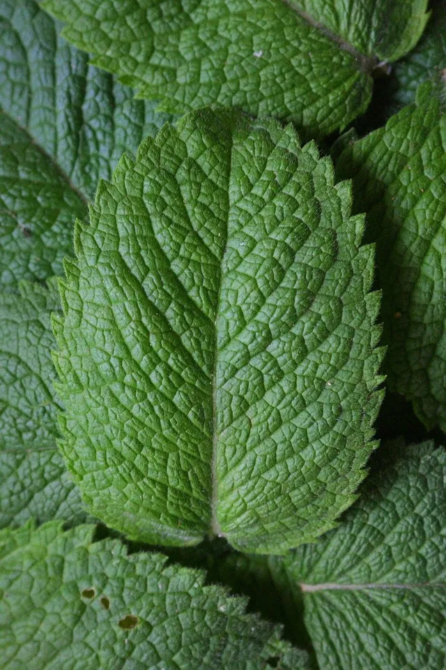 Health Benefits Of Panikoorka Indian Mint Leaves 