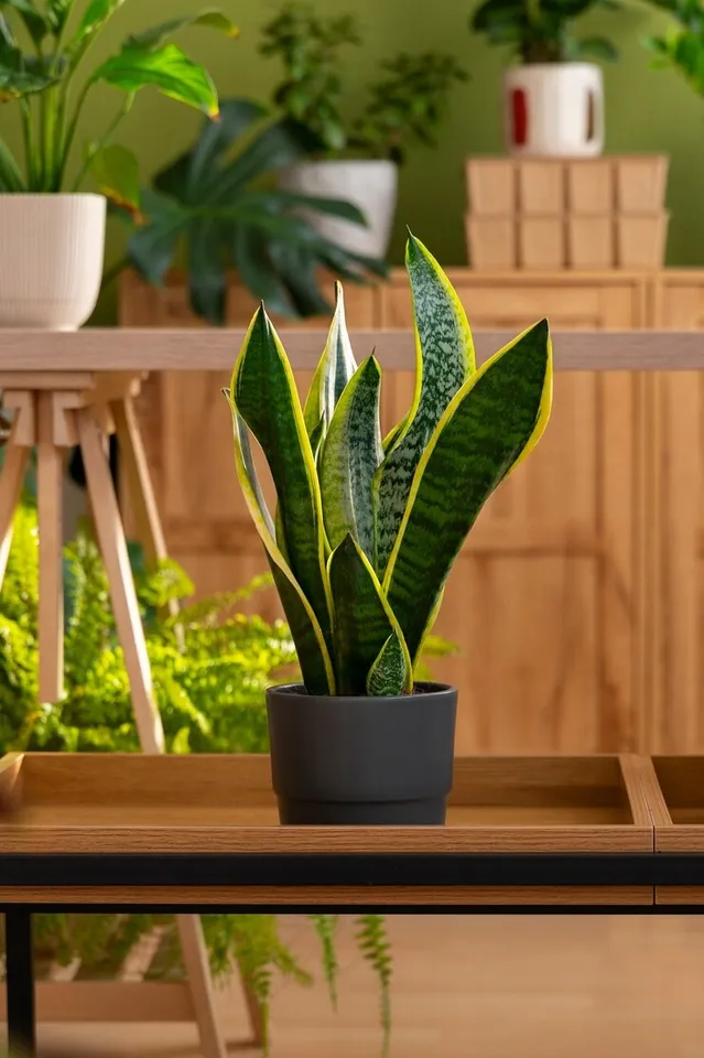 Indoor Plants With Low Maintenance 