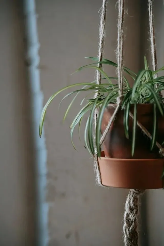 Indoor Plants With Low Maintenance 
